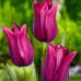Lalele Merlot - Bulbi de flori - AgroDenmar.ro