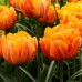 Lalele Orange Princess - Bulbi de flori - AgroDenmar.ro