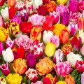 Lalele Picking Garden Mix Deluxe