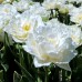 Lalele Snow Crystal - Bulbi de flori - AgroDenmar.ro