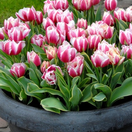 Lalele Toplips - Bulbi de flori - AgroDenmar.ro