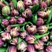 Lalele Wyndham - Bulbi de flori - AgroDenmar.ro