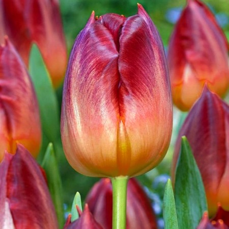 Lalele Amberglow - Bulbi de flori - AgroDenmar.ro