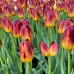 Lalele Amberglow - Bulbi de flori - AgroDenmar.ro