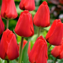 Lalele Apeldoorn Lalele Apeldoorn