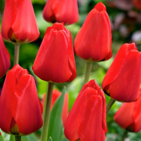 Lalele Apeldoorn - Bulbi de flori - AgroDenmar.ro Lalele Apeldoorn - Bulbi de flori - AgroDenmar.ro