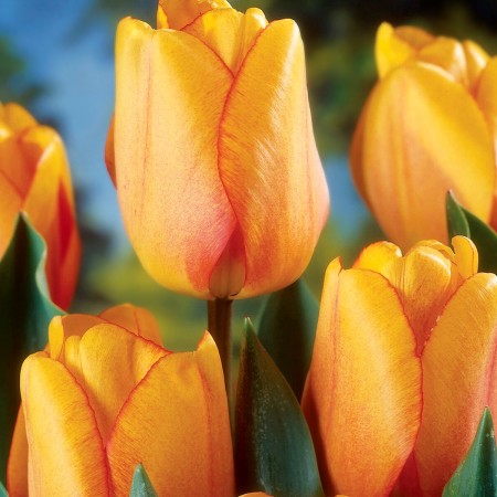 Lalele Blushing Apeldoorn - Bulbi de flori - AgroDenmar.ro