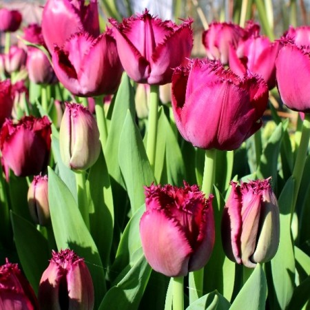 Lalele Burgundy Lace - Bulbi de flori - AgroDenmar.ro