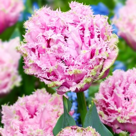 Lalele Cairns - Bulbi de flori - AgroDenmar.ro Lalele Cairns - Bulbi de flori - AgroDenmar.ro