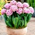 Lalele Cairns - Bulbi de flori - AgroDenmar.ro Lalele Cairns - Bulbi de flori - AgroDenmar.ro