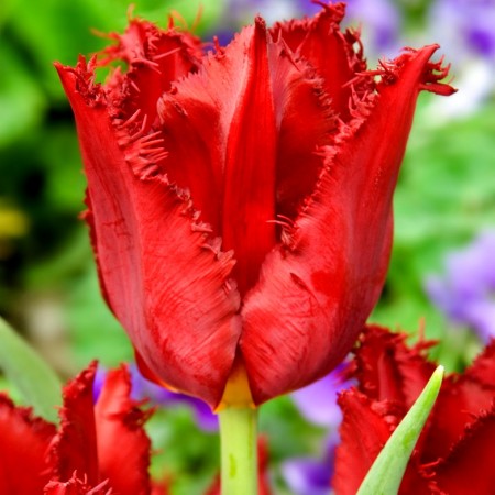 Lalele Calibra - Bulbi de flori - AgroDenmar.ro Lalele Calibra - Bulbi de flori - AgroDenmar.ro