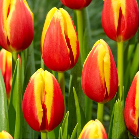 Lalele Denmark - Bulbi de flori - AgroDenmar.ro Lalele Denmark - Bulbi de flori - AgroDenmar.ro