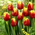 Lalele Denmark - Bulbi de flori - AgroDenmar.ro Lalele Denmark - Bulbi de flori - AgroDenmar.ro