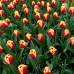 Lalele Denmark - Bulbi de flori - AgroDenmar.ro Lalele Denmark - Bulbi de flori - AgroDenmar.ro