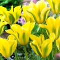 Lalele Formosa