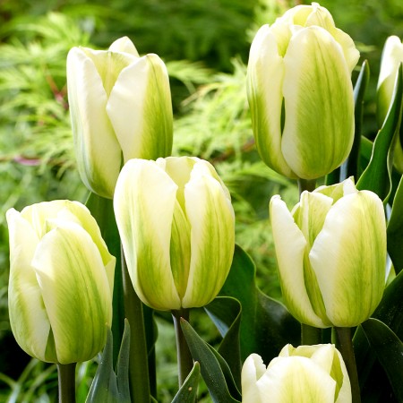 Lalele Green Spirit - Bulbi de flori - AgroDenmar.ro
