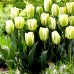 Lalele Green Spirit - Bulbi de flori - AgroDenmar.ro