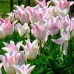 Lalele Holland Chic - Bulbi de flori - AgroDenmar.ro