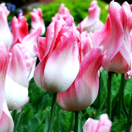 Lalele Holland Chic - Bulbi de flori - AgroDenmar.ro