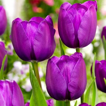 Lalele Negrita - Bulbi de flori - AgroDenmar.ro Lalele Negrita - Bulbi de flori - AgroDenmar.ro