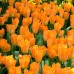 Lalele Orange Brilliant - Bulbi de flori - AgroDenmar.ro Lalele Orange Brilliant - Bulbi de flori - AgroDenmar.ro