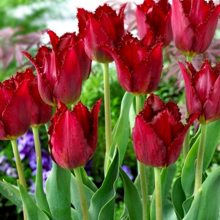 Lalele Pacific Pearl - Bulbi de flori - AgroDenmar.ro