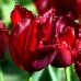 Lalele Pacific Pearl - Bulbi de flori - AgroDenmar.ro