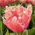 Lalele Paleis Het Loo - Bulbi de flori - AgroDenmar.ro
