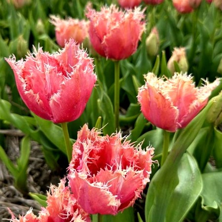 Lalele Paleis Het Loo - Bulbi de flori - AgroDenmar.ro