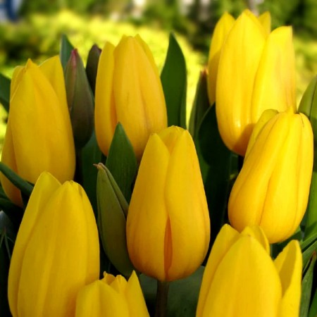 Lalele Strong Gold - Bulbi de flori - AgroDenmar.ro