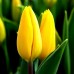 Lalele Strong Gold - Bulbi de flori - AgroDenmar.ro