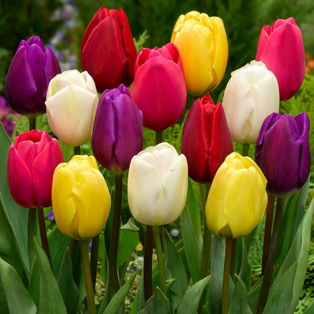 Lalele Triumph Mixed - Bulbi de flori - AgroDenmar.ro