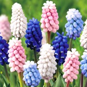 Muscari