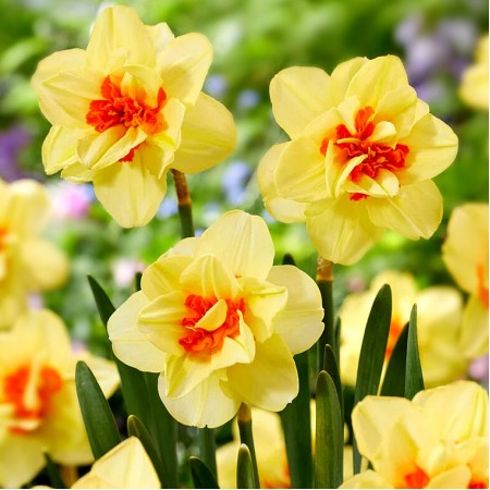 Narcise Double Fashion - Bulbi de flori - AgroDenmar.ro Narcise Double Fashion - Bulbi de flori - AgroDenmar.ro
