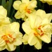 Narcise Double Fashion - Bulbi de flori - AgroDenmar.ro Narcise Double Fashion - Bulbi de flori - AgroDenmar.ro