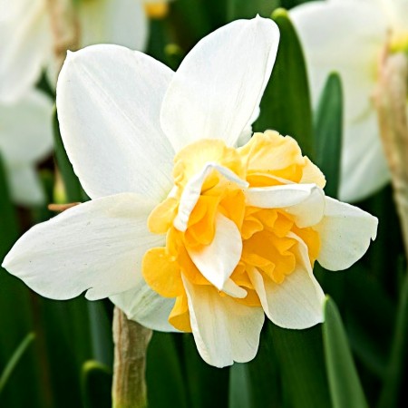 Narcise Sweet Desire - Bulbi de flori - AgroDenmar.ro Narcise Sweet Desire - Bulbi de flori - AgroDenmar.ro