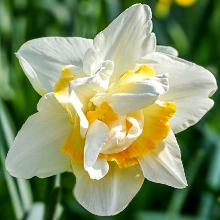 Narcise White Lion - Bulbi de flori - AgroDenmar.ro