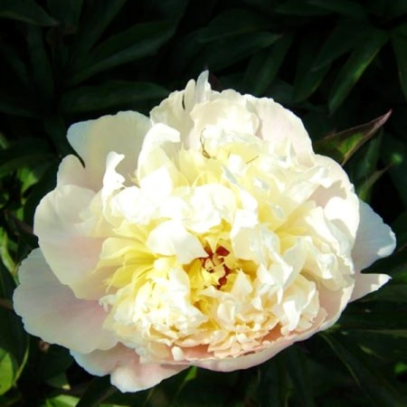 Bujor - Paeonia lactiflora Edith Cavell - Bulbi de flori - AgroDenmar.ro