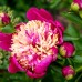 Bujor - Paeonia lactiflora Johnny - Bulbi de flori - AgroDenmar.ro