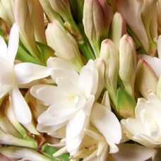 Tuberoze Double Pearl