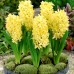 Zambile Gipsy Princess - Bulbi de flori - AgroDenmar.ro