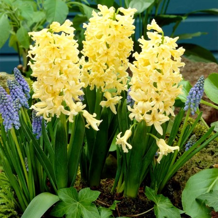 Zambile Gipsy Princess - Bulbi de flori - AgroDenmar.ro