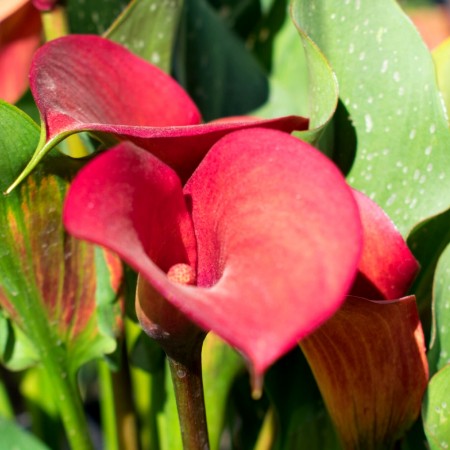 Zantedeschia - Cala Callifornia Red - Bulbi de flori - AgroDenmar.ro