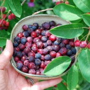 Amelanchier