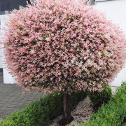 Arbori ornamentali