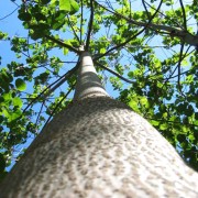 Arbori paulownia