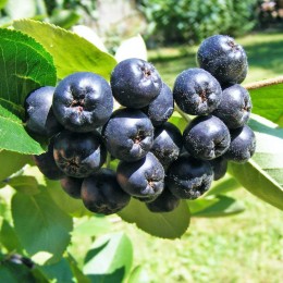 Arbusti fructiferi Aronia pret avantajos - Cumpara online