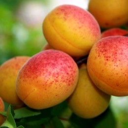 Pomi fructiferi Cais pret avantajos - Cumpara online Pomi fructiferi Cais pret avantajos - Cumpara online