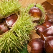 Castan comestibil