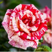 Trandafiri floribunda